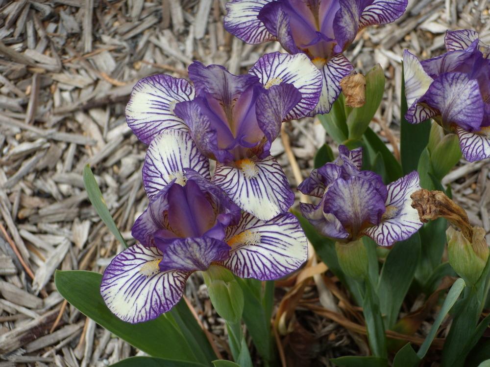 Photo of Miniature Dwarf Bearded Iris (Iris 'Stripling') uploaded by Betja