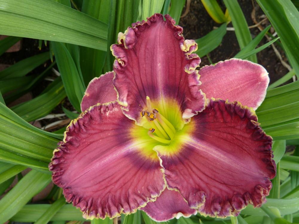 Photo of Daylily (Hemerocallis 'Berry Delicious') uploaded by lyle627