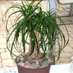 Location: Indoors - Central Valley area, CA
Date: 2012-04-11
Ponytail palm with deeper green colored leaves