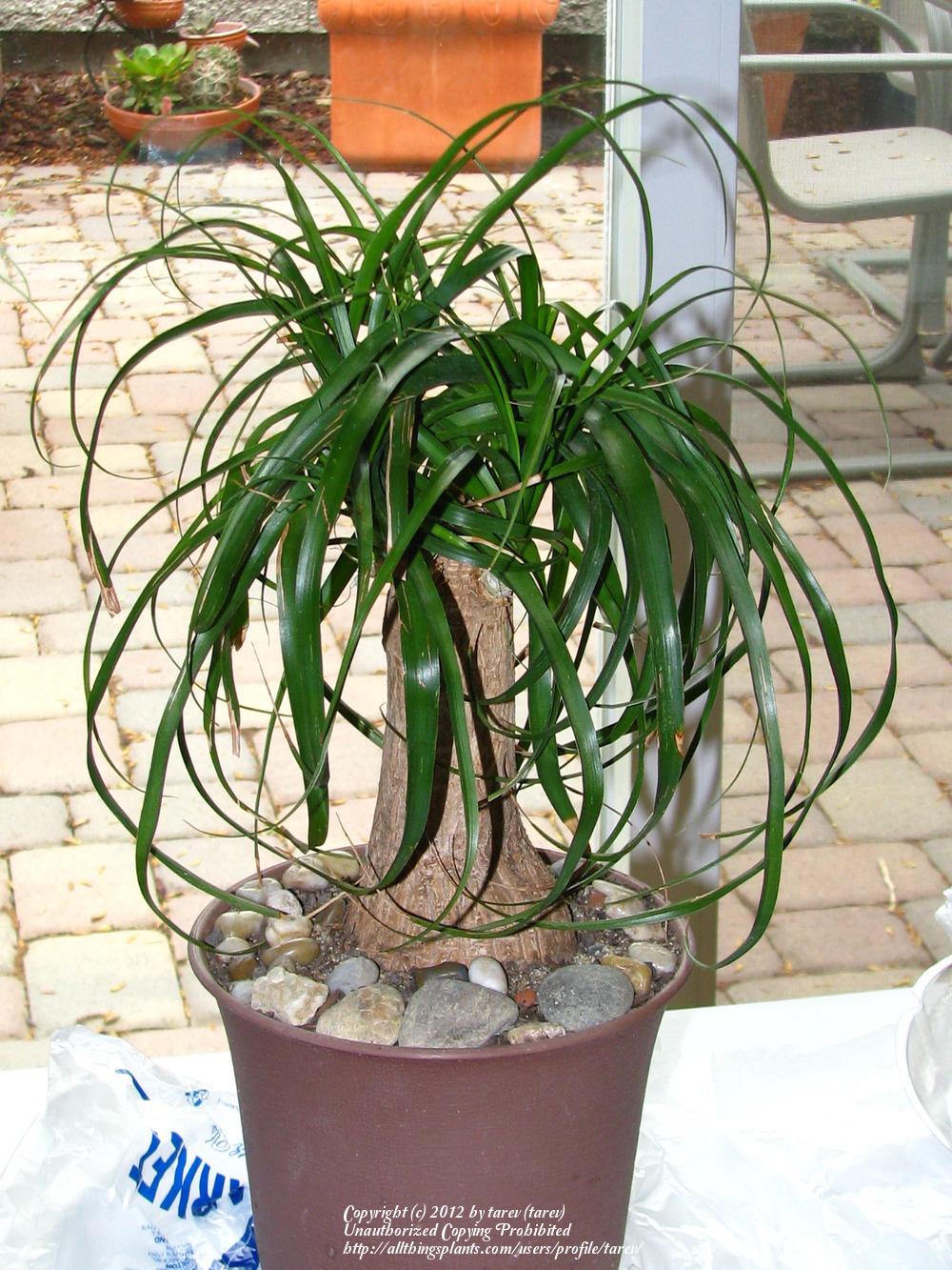 Photo of Ponytail Palm (Beaucarnea recurvata) uploaded by tarev