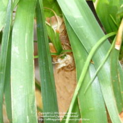Location: Indoors - Central Valley area, CA
Date: 2012-04-09
New leaves sprouting from the Ponytail palm