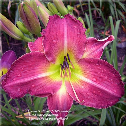 Photo of Daylily (Hemerocallis 'Love or Else') uploaded by vic