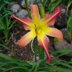 
Date: 2011-07-19
Photo Courtesy of Nova Scotia Daylilies Used with Permission