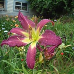 
Date: 2005-08-21
Photo Courtesy of Nova Scotia Daylilies Used with Permission