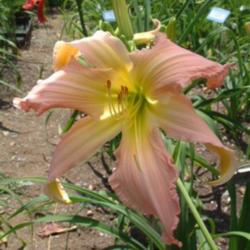 
Date: 2005-08-01
Photo Courtesy of Nova Scotia Daylilies Used with Permission