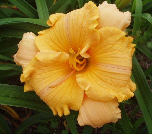 Photo of Daylily (Hemerocallis 'Pure and Simple') uploaded by vic
