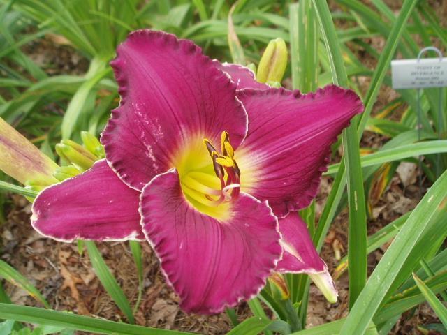 Photo of Daylily (Hemerocallis 'Police and Thieves') uploaded by vic