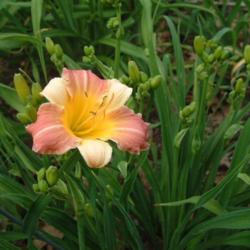 
Date: 2008-07-02
Photo Courtesy of Nova Scotia Daylilies Used with Permission