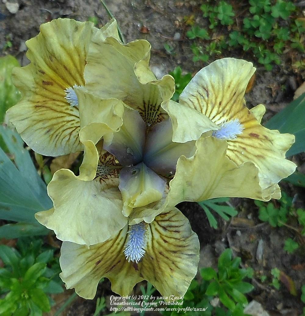 Photo of Standard Dwarf Bearded Iris (Iris 'Jade Stone') uploaded by zuzu
