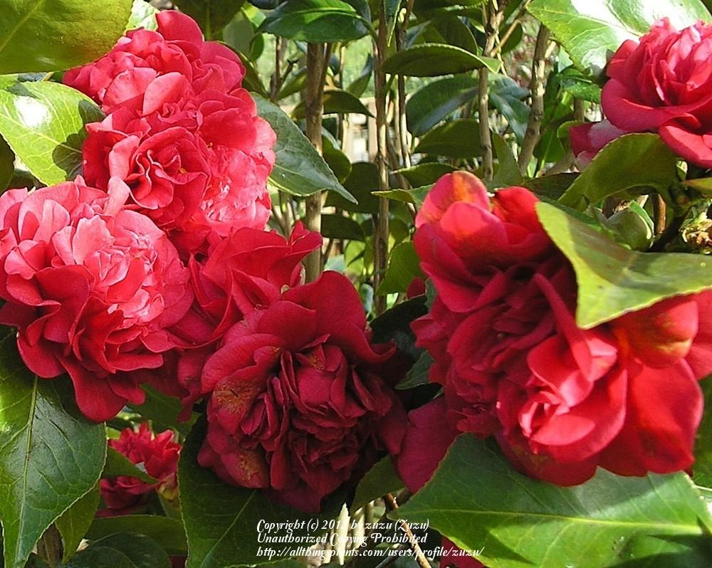 Photo of Japanese Camellia (Camellia japonica 'Kramer's Supreme') uploaded by zuzu