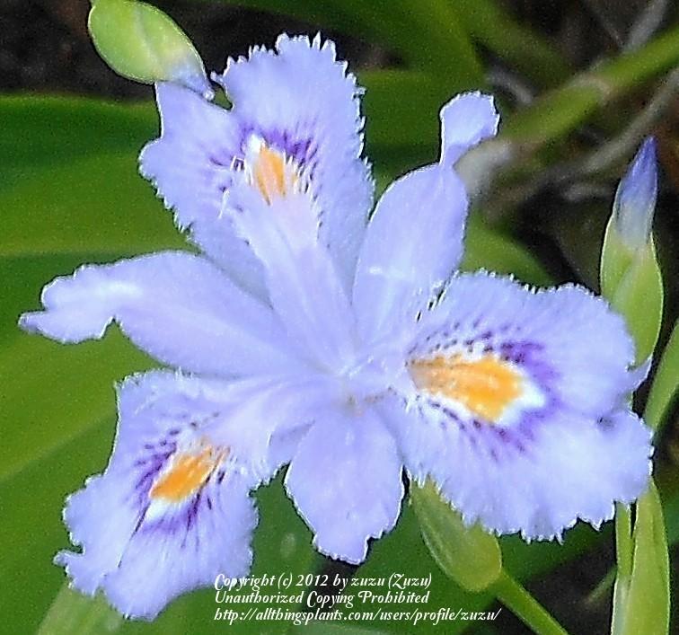 Photo of Species Iris (Iris confusa 'Chengdu') uploaded by zuzu