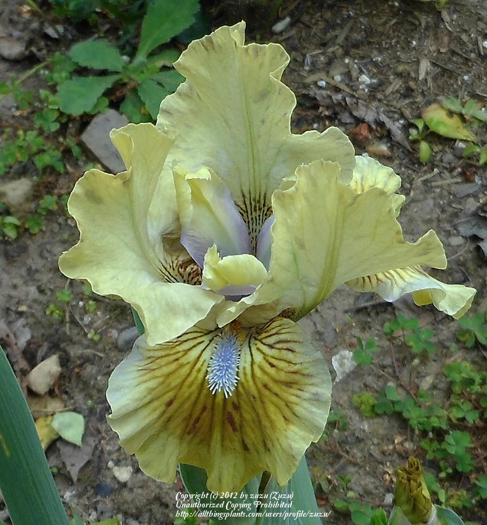 Photo of Standard Dwarf Bearded Iris (Iris 'Jade Stone') uploaded by zuzu