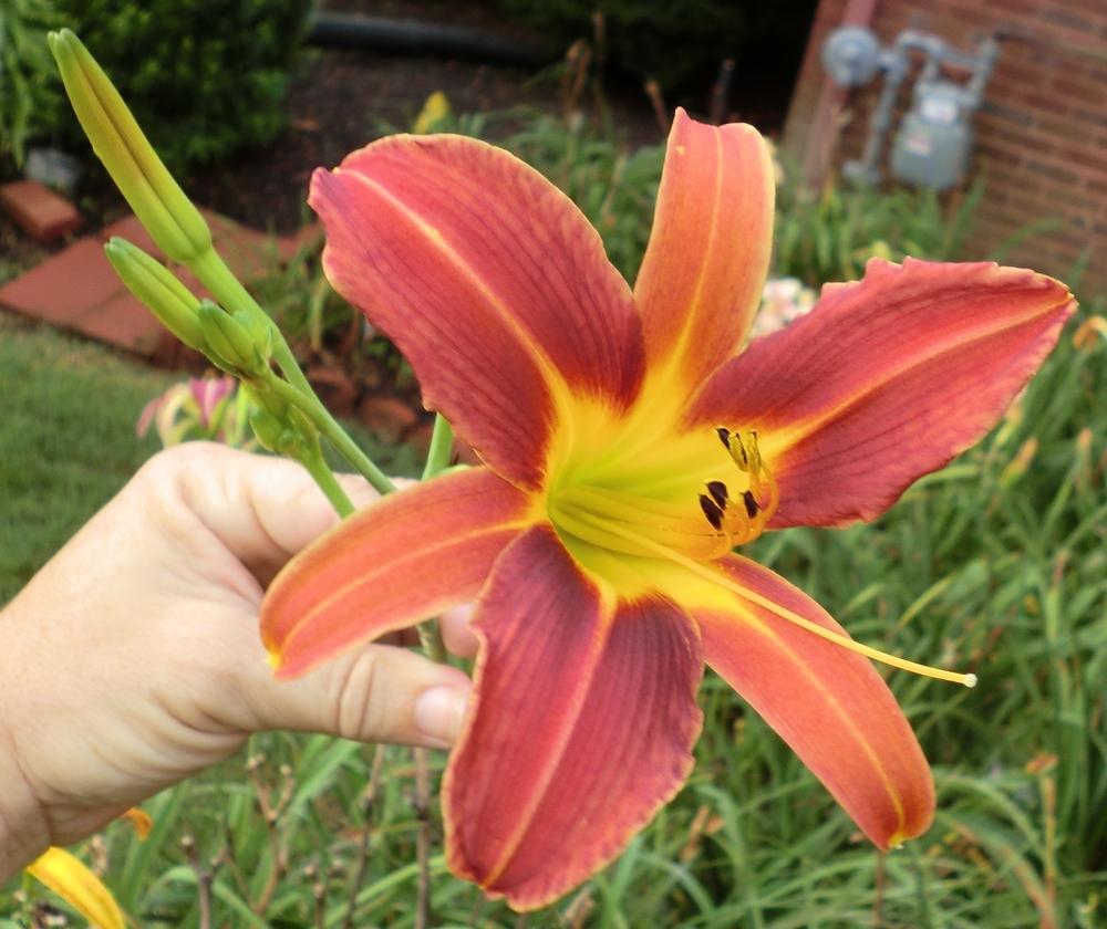 Photo of Daylily (Hemerocallis 'Challenger') uploaded by Ditchlily