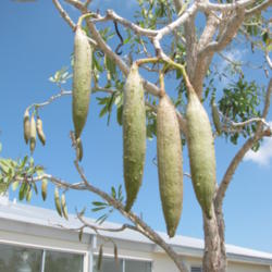 Location: Southwest Florida
Date: April 2012
The large seedpods form almost immediately after the bloom cycle.