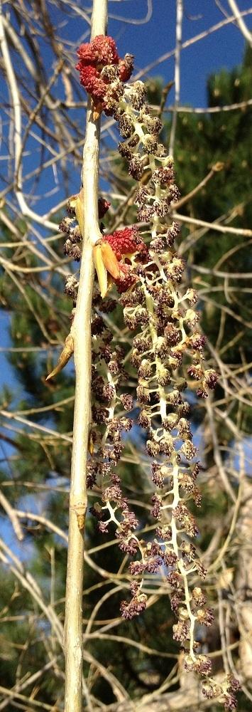 Photo of Swamp Cottonwood (Populus heterophylla) uploaded by Skiekitty