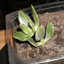 
Date: 2012-04-12
New cutting rooting