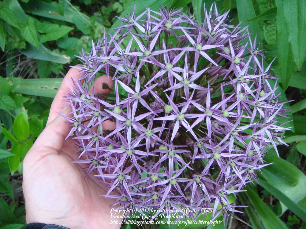 Photo of Stars of Persia (Allium cristophii) uploaded by critterologist