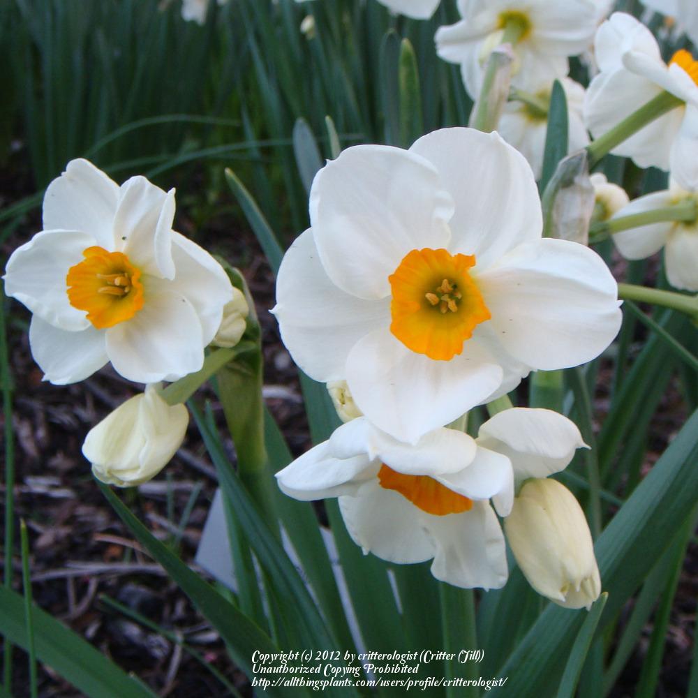 Photo of Daffodil (Narcissus 'Geranium') uploaded by critterologist