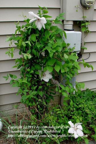 Photo of Clematis 'Jan Pawel II' uploaded by critterologist