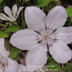 Location: Frederick, MD
pale pink bars and rose-tipped stamens give this clematis a delic