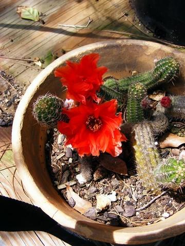 Photo of Peanut Cactus (Chamaecereus silvestrii) uploaded by gingin