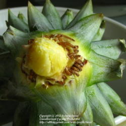Location: At home - Central Valley area, CA
Date: 2012-04-11
Roots found hidden under the pineapple leaves