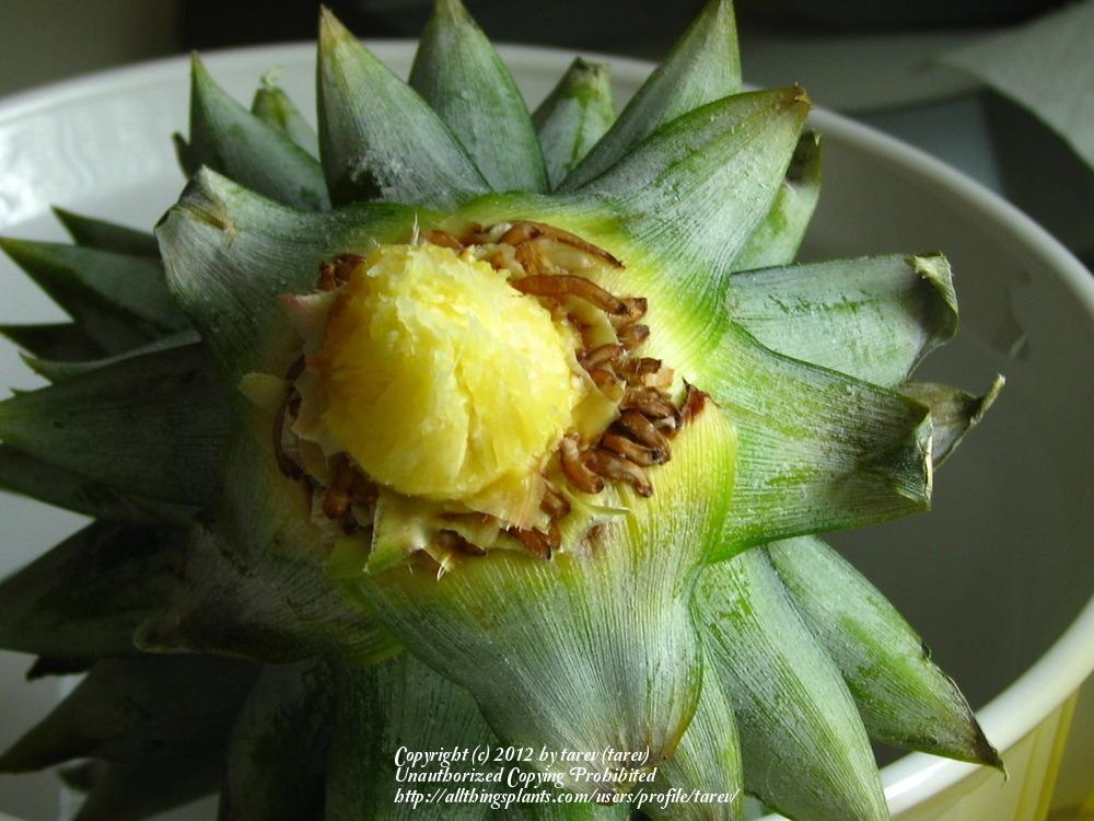 Photo of Pineapple (Ananas comosus) uploaded by tarev