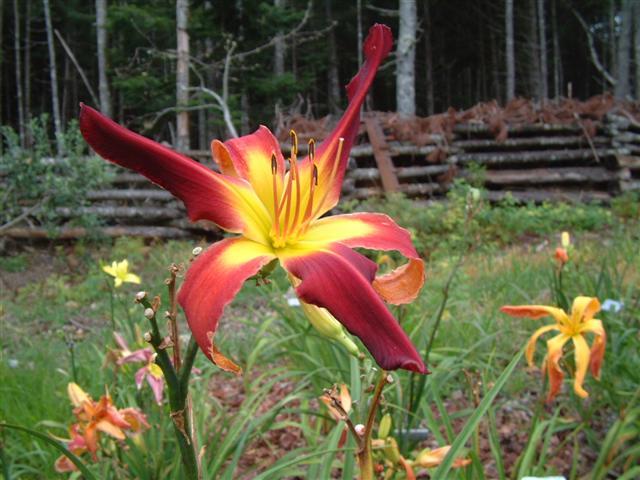 Photo of Daylily (Hemerocallis 'Red Suspenders') uploaded by vic
