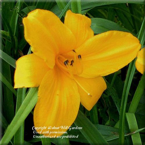Photo of Daylily (Hemerocallis 'Orange Prelude') uploaded by vic