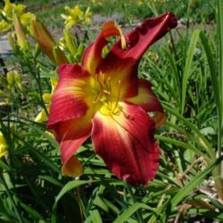 
Date: 2011-07-20
Photo Courtesy of Nova Scotia Daylilies Used with Permission
