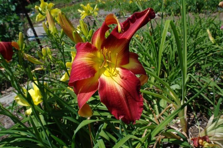 Photo of Daylily (Hemerocallis 'Ribbons and Curls') uploaded by vic