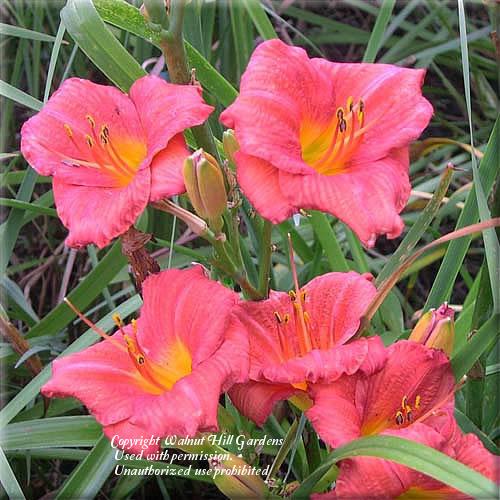 Photo of Daylily (Hemerocallis 'Mexican Maiden') uploaded by vic