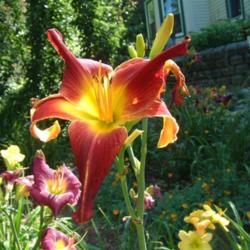
Date: 2007-08-16
Photo Courtesy of Nova Scotia Daylilies Used with Permission