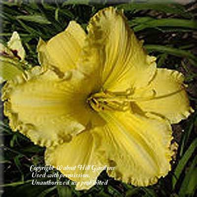 Photo of Daylily (Hemerocallis 'Molokai') uploaded by vic