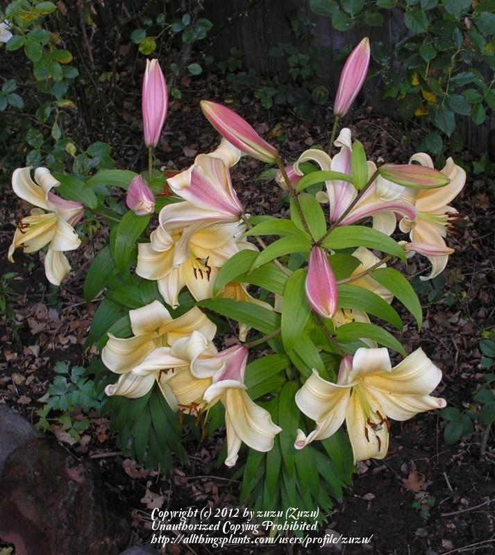 Photo of Lily (Lilium 'Orania') uploaded by zuzu