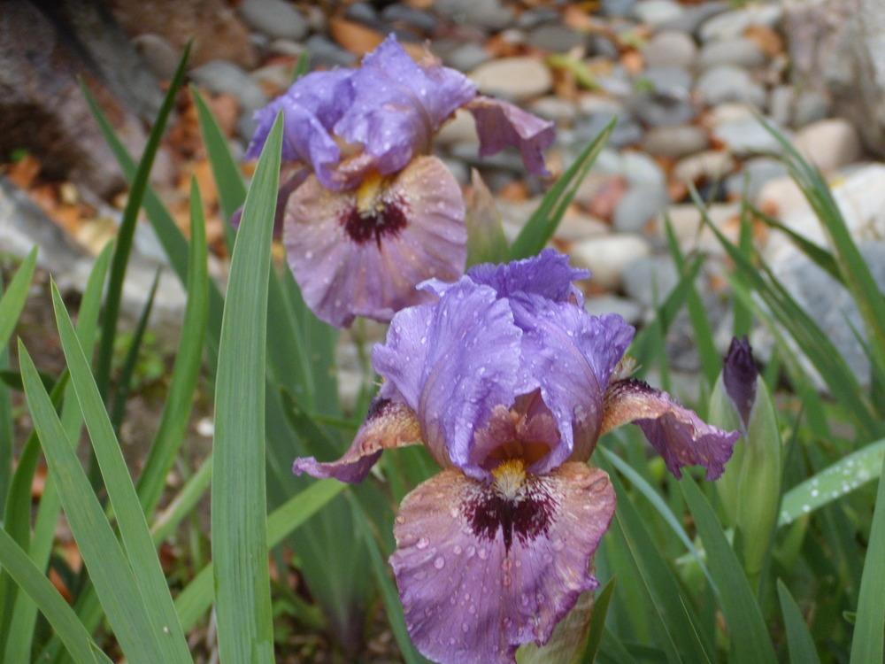 Photo of Arilbred Iris (Iris 'Octave') uploaded by Betja