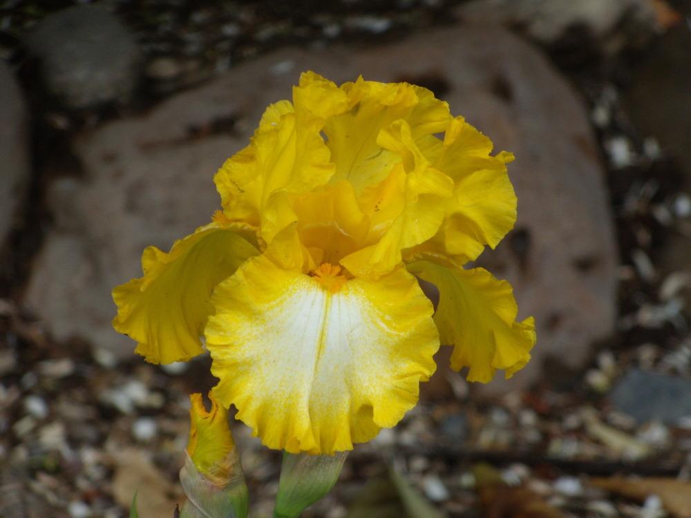 Photo of Border Bearded Iris (Iris 'His Honor') uploaded by Betja