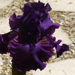 
Date: 2012-04-10 
First bloom in my own garden