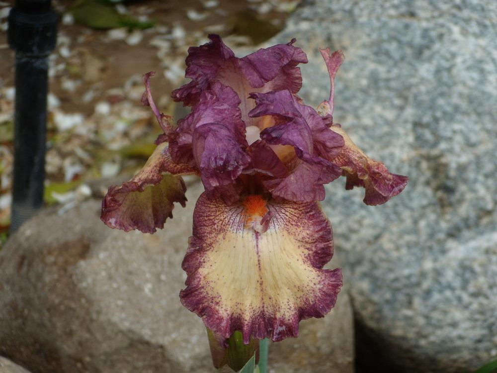 Photo of Tall Bearded Iris (Iris 'Rock Star') uploaded by Betja
