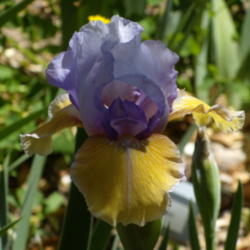 Location: My garden in Bakersfield, CA
Date: April 10, 2012 