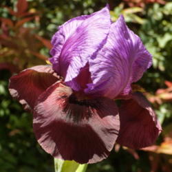Location: My garden in Bakersfield, CA
Date: April 10, 2012
First bloom of this Arilbred in my own garden