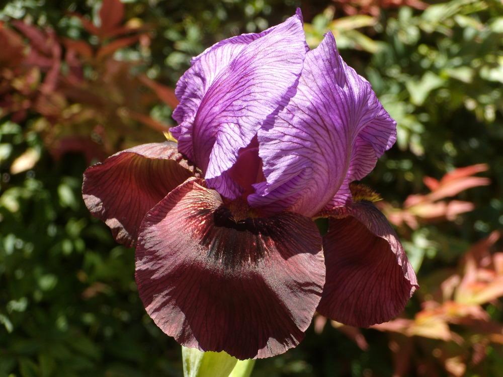 Photo of Arilbred Iris (Iris 'Exotic Treasure') uploaded by Betja