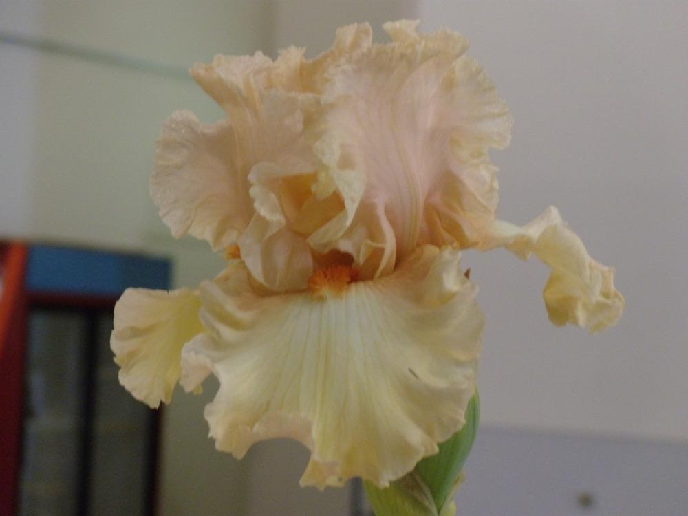 Photo of Tall Bearded Iris (Iris 'Princess Grace') uploaded by Betja