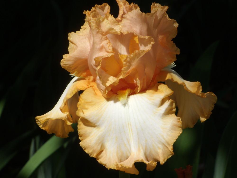 Photo of Tall Bearded Iris (Iris 'Barbara My Love') uploaded by Betja