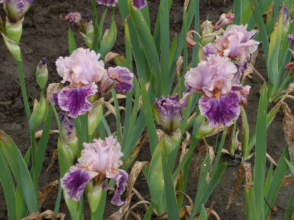 Photo of Tall Bearded Iris (Iris 'Claim to Fame') uploaded by Betja