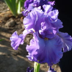 Location: Mid-America Garden in Salem, OR
Date: May 29, 2009
Identified by its seedling number when introduced
