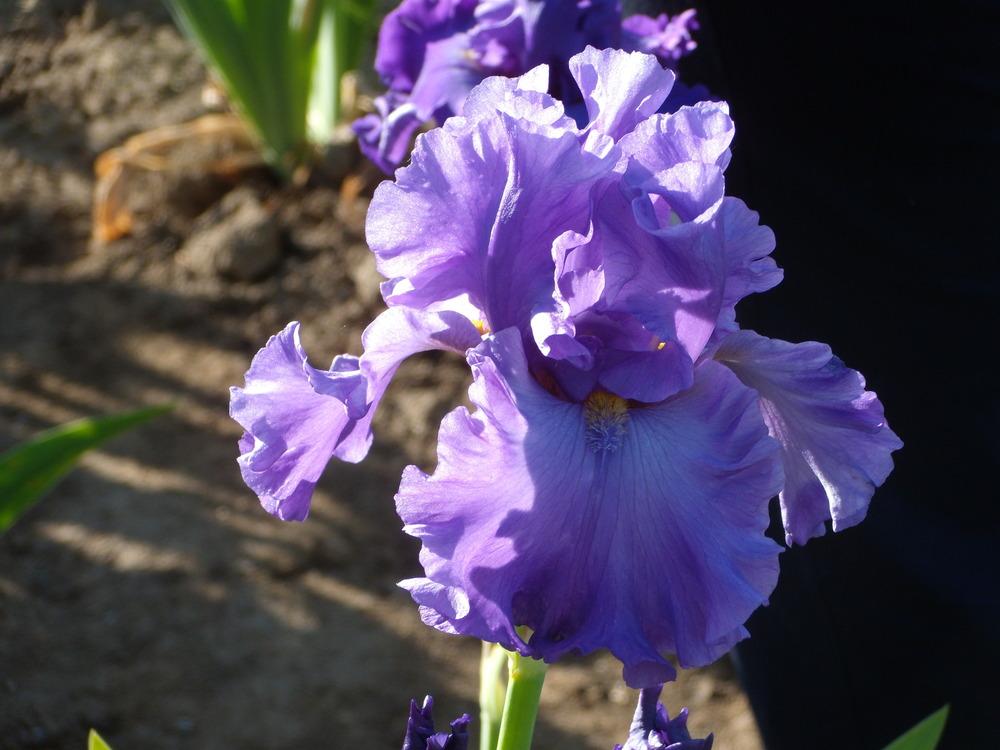 Photo of Tall Bearded Iris (Iris 'Flying First Class') uploaded by Betja