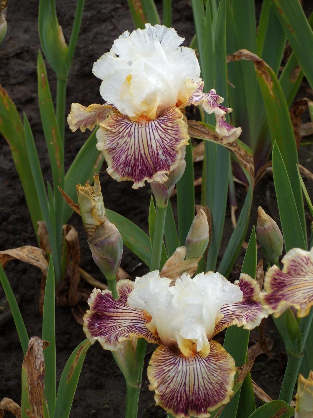 Photo of Tall Bearded Iris (Iris 'Insaniac') uploaded by Betja