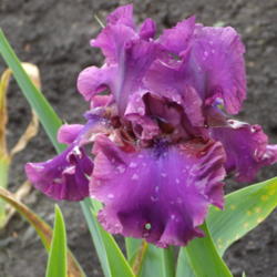 Location: Mid-America Garden in Salem, OR
Date: May 20, 2010 
Identified by its seedling number when introduced