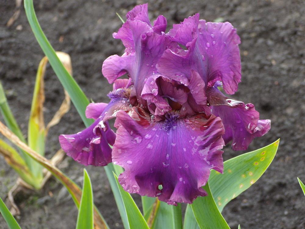 Photo of Tall Bearded Iris (Iris 'Feast of Kings') uploaded by Betja
